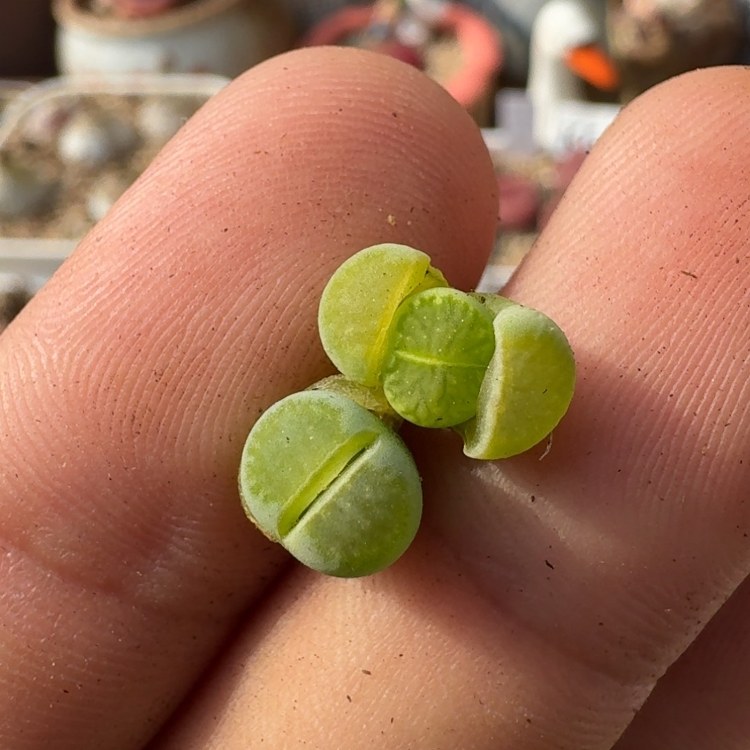 Z*ZF134绿李版绿菊回交