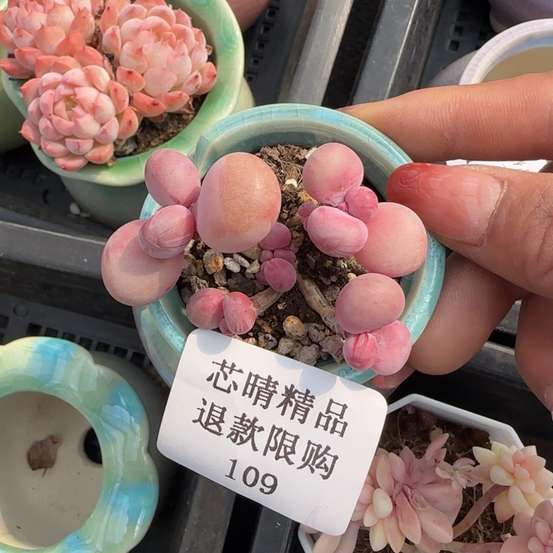 闪购精品多肉109号