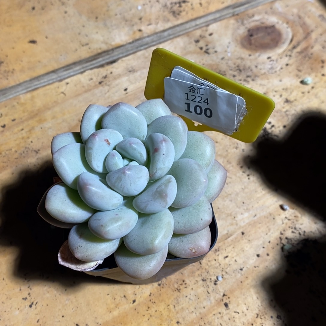 单头青苹果1224100