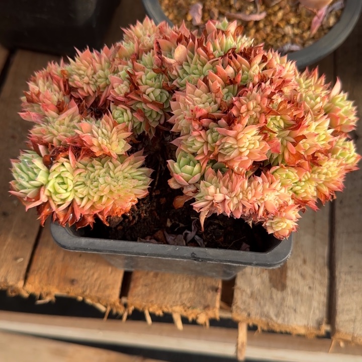 三色堇缀多肉植物fgxhvhj