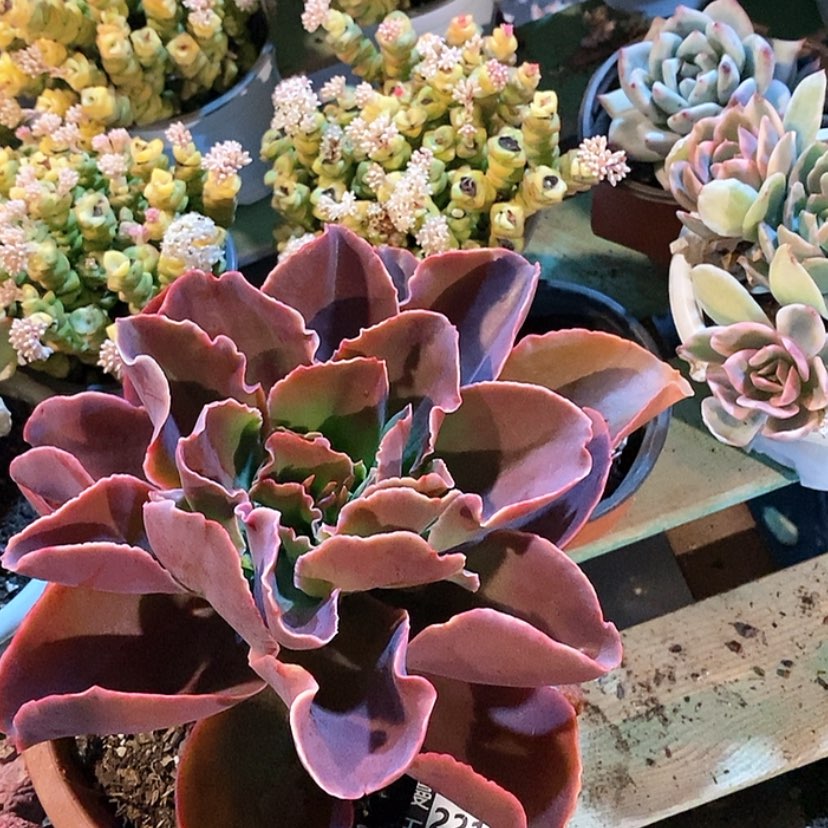 【闪购商品】红酒杯缀22184