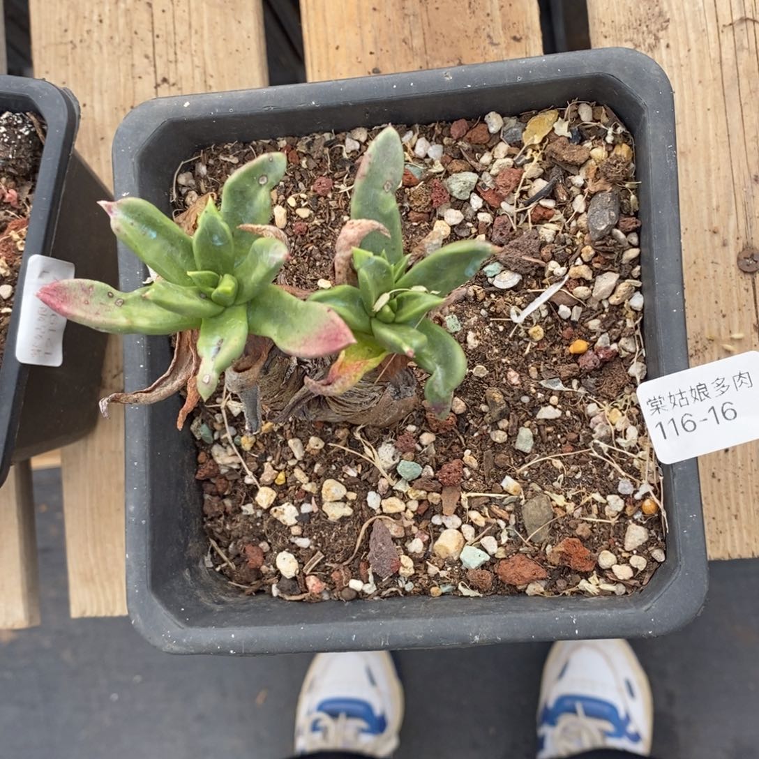 16号苹果叶瑕疵瑕疵