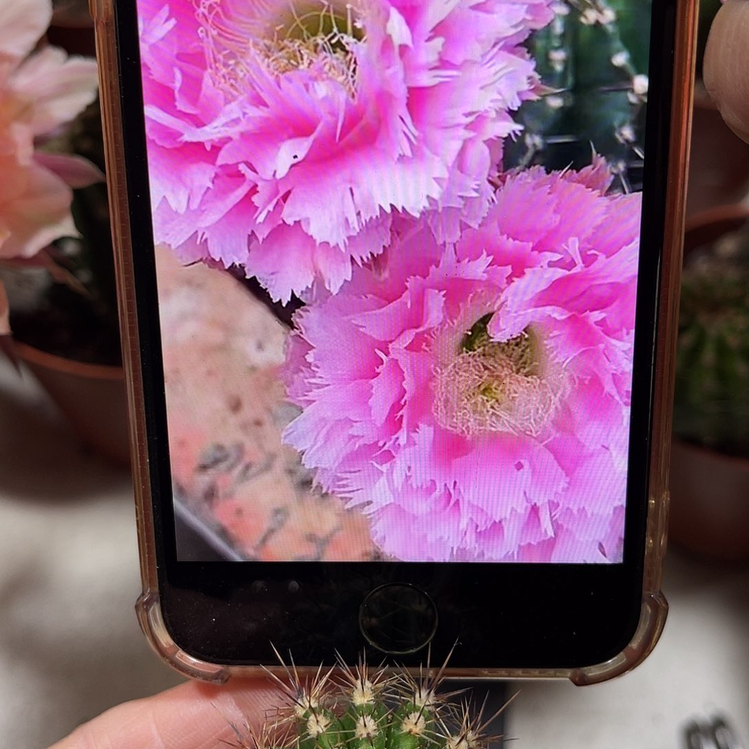 彩草3号羽毛测芽3公分左右