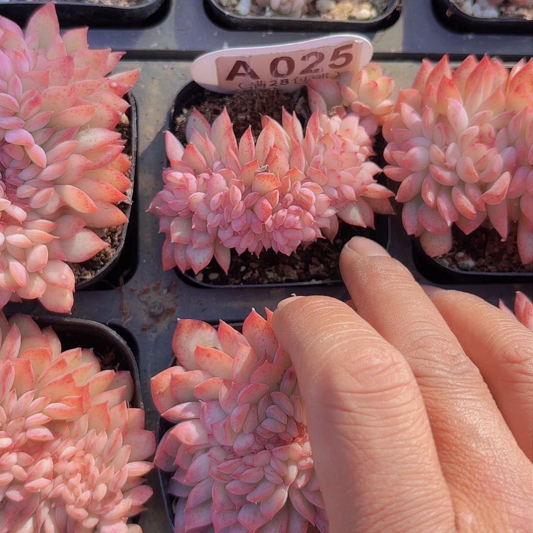 A025荷花缀一物一拍