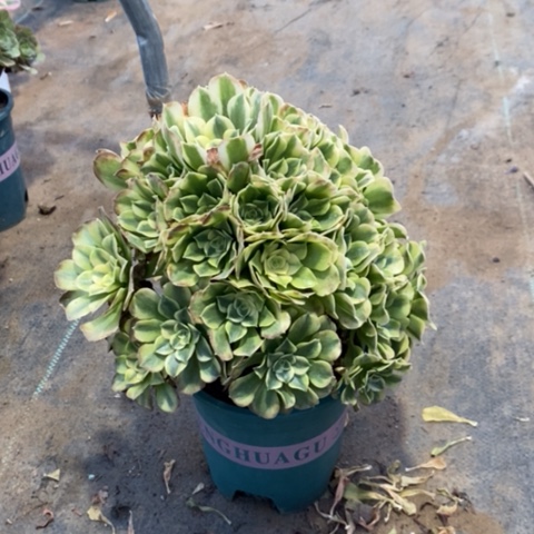 绿豆沙14多肉植物法师