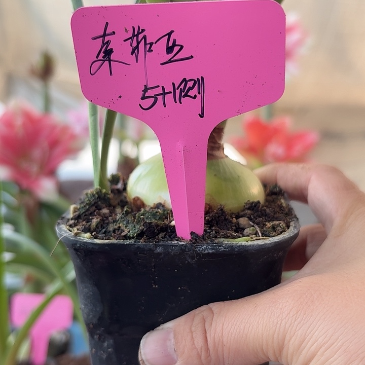 无花朵索菲亚5加1侧