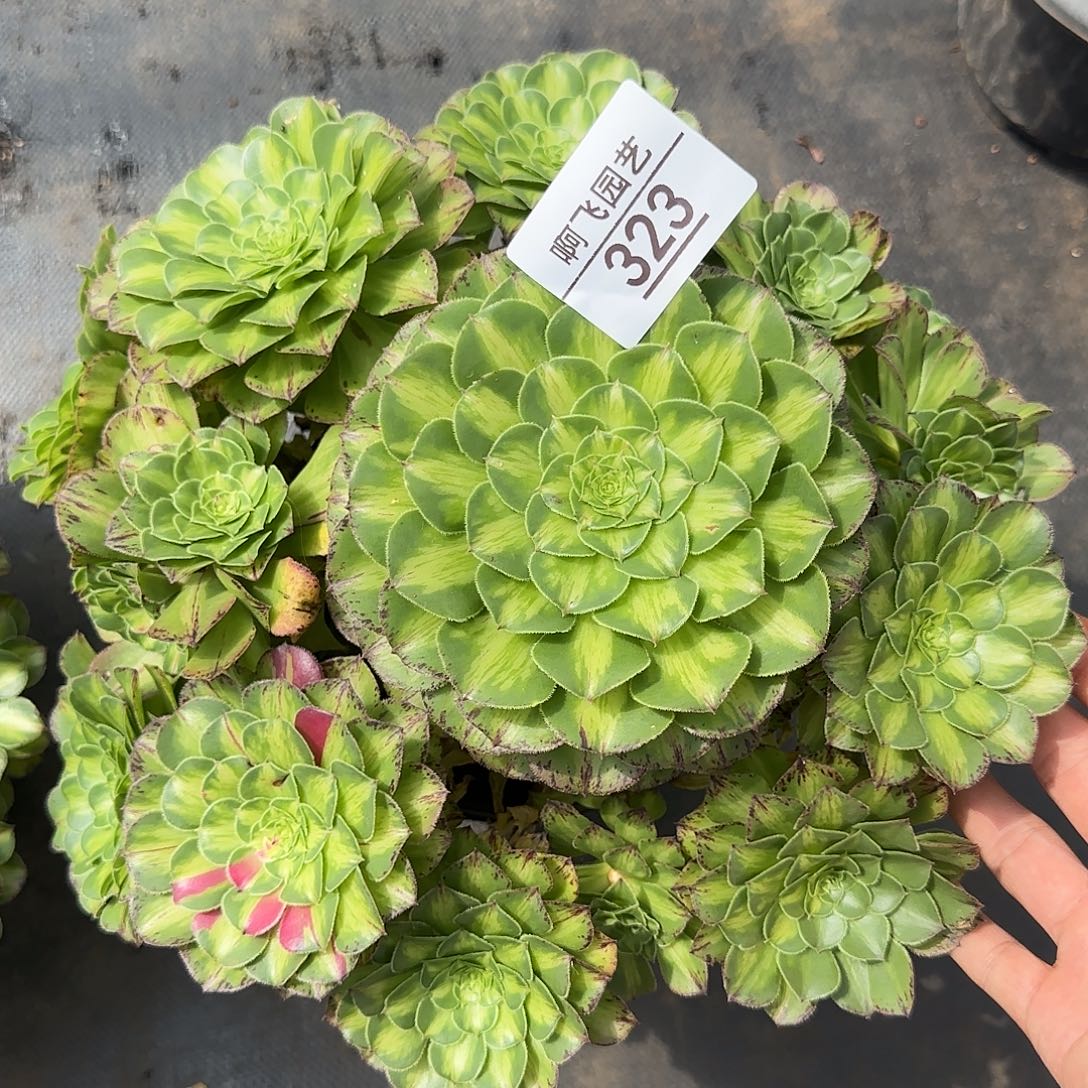 323多肉 知否福利