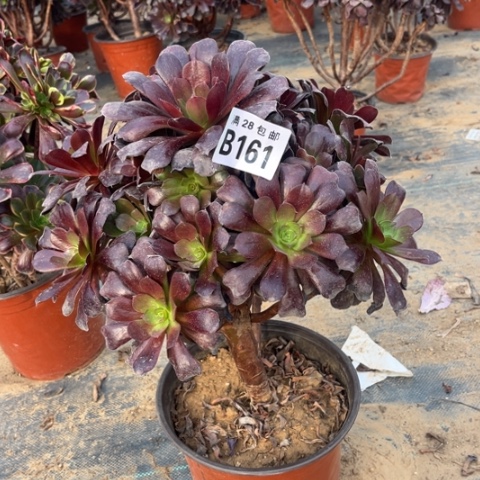 161欧紫不包断枝