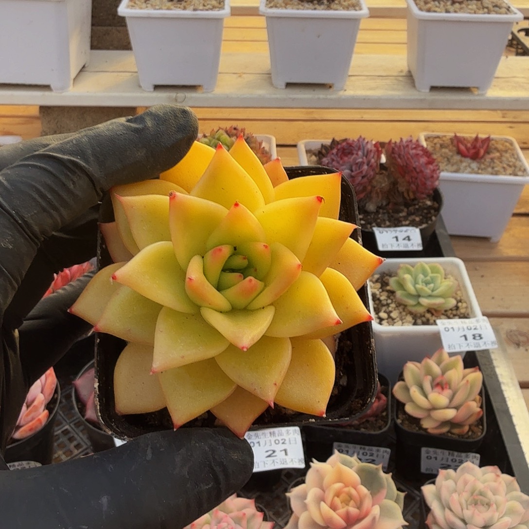 0102-24黄金粉单头a