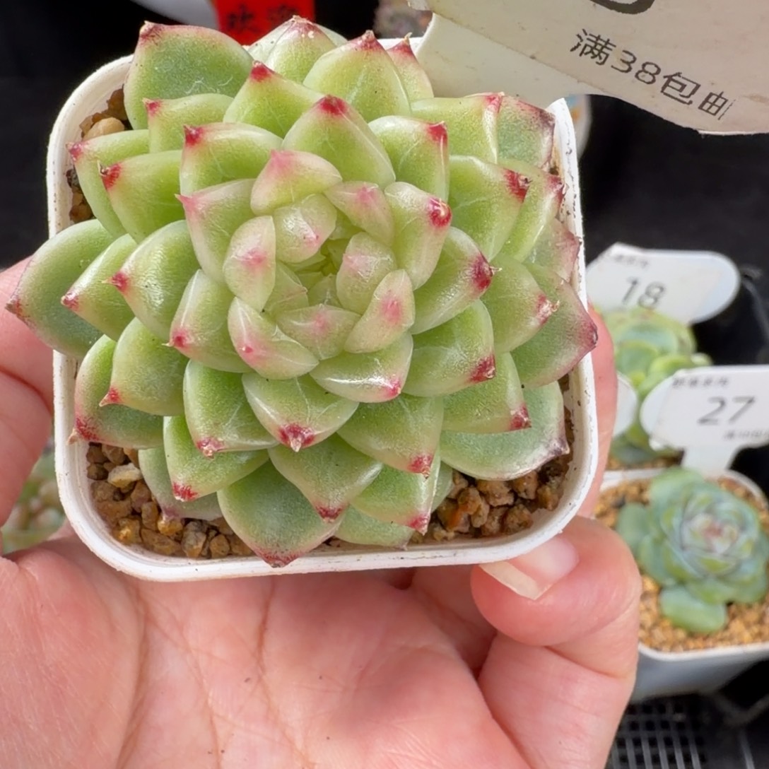 钻石心麦秆福利单头63号