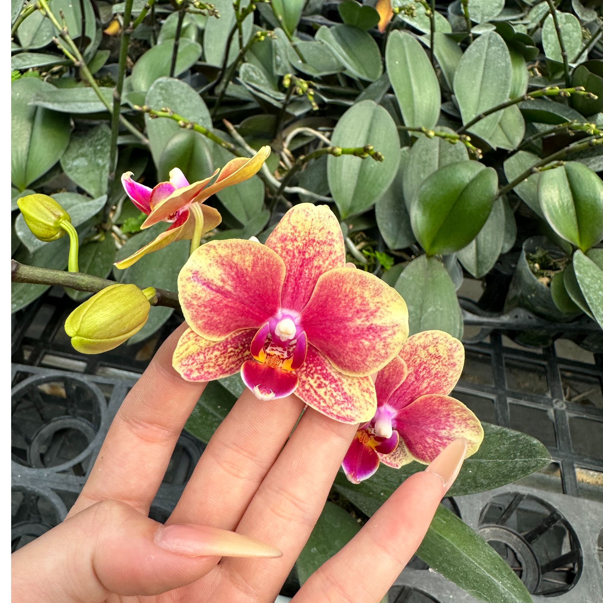 【金蝶】2.8寸 新品蝴蝶兰 蜡质花耐开 带花发货