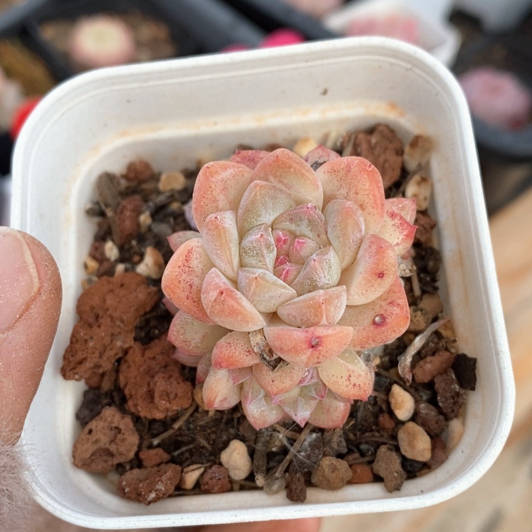 精品多肉一物一的拍167