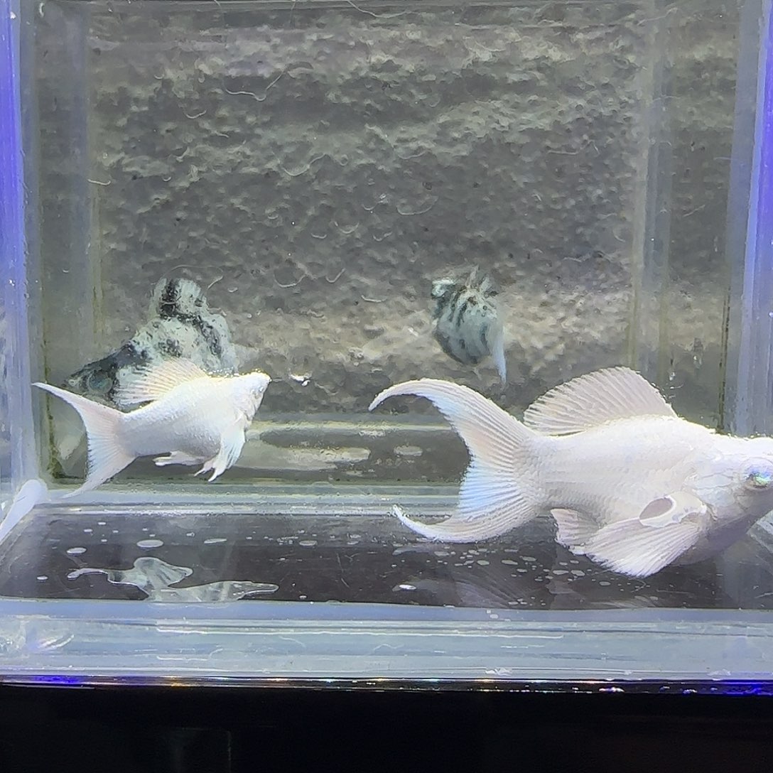 孔雀鱼瓷白，水墨。25号