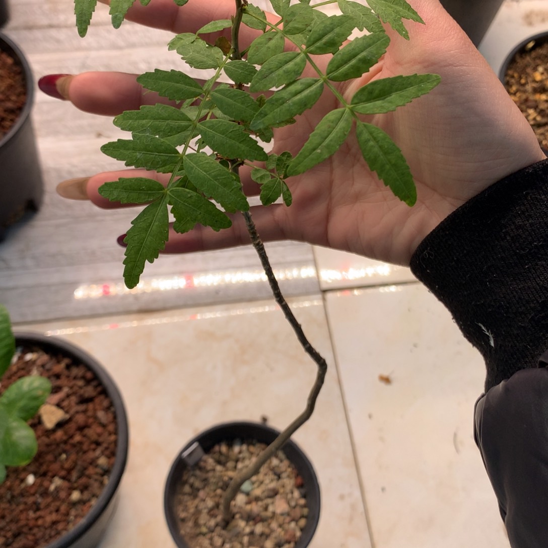 蛋蛋裂榄哈哈哈哈