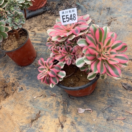 548女巫法师不包断枝