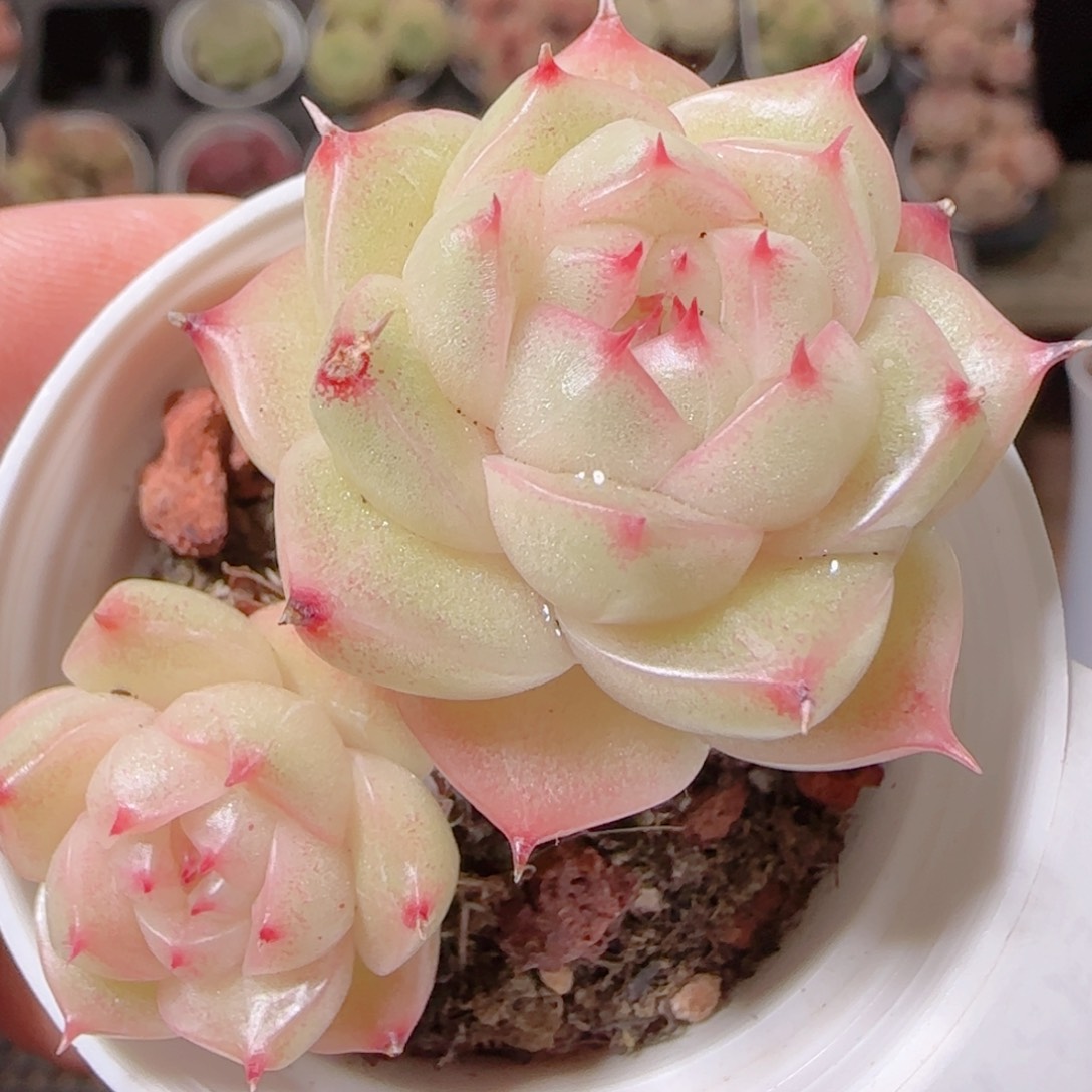 花语多肉1207-162散