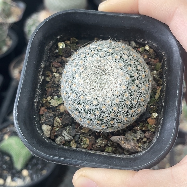 实生白绢仙人球一颗