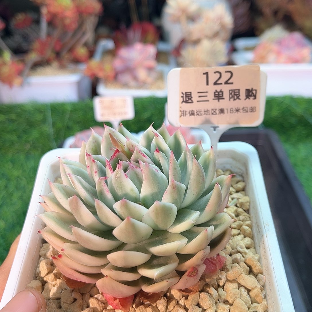 乖****家卉森精品多肉编号122