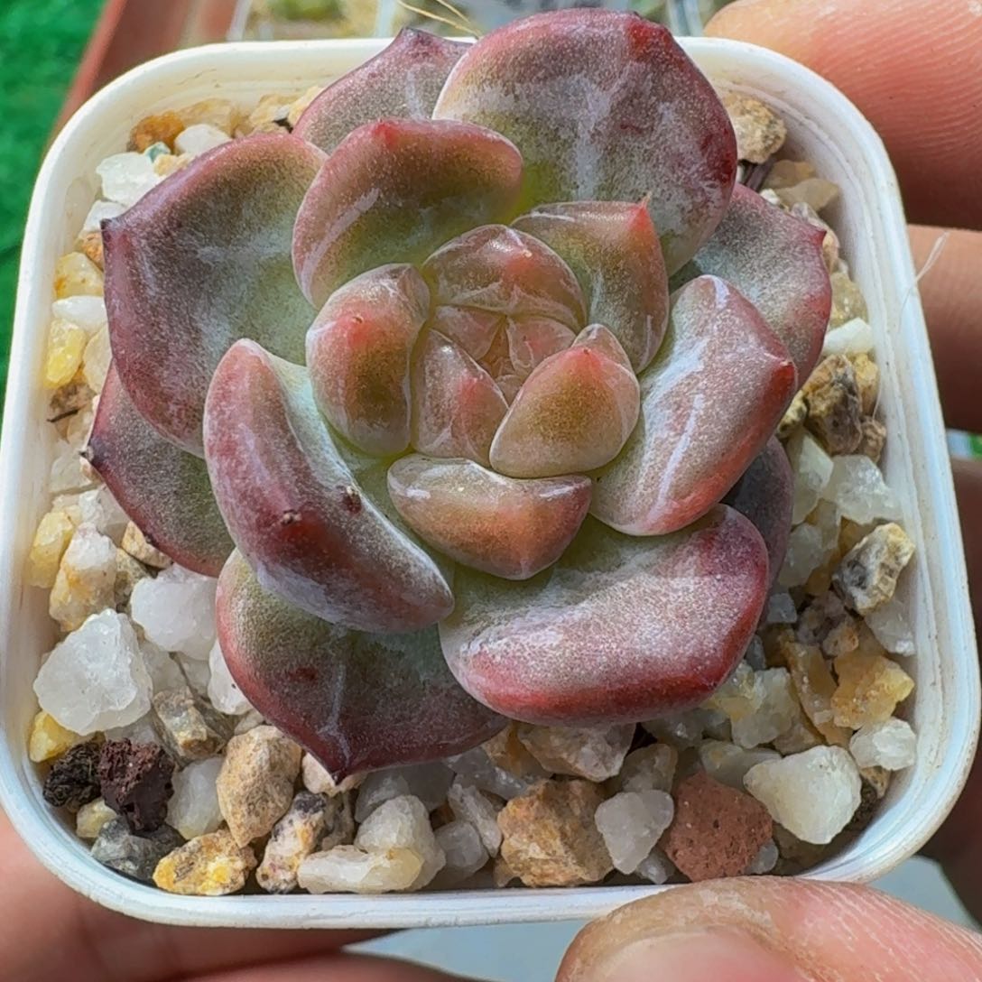 0001多肉糖心。脱土发货