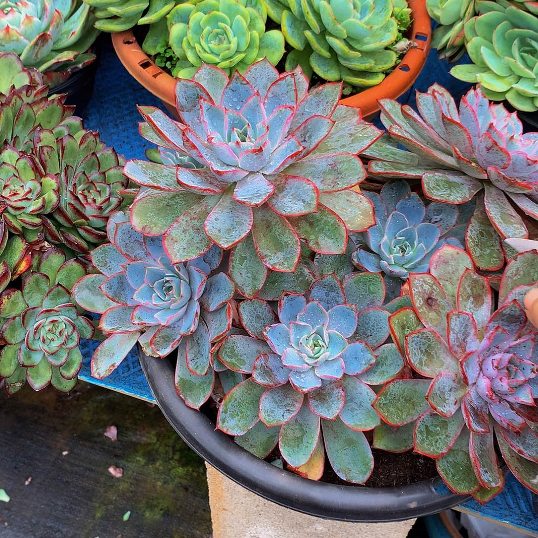 香***颂    赫拉多肉05071