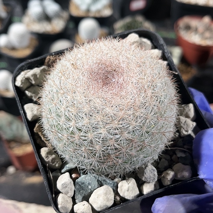 无花朵曼*羅111111111111111