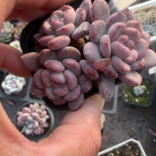 67粉珍妮多肉植物多