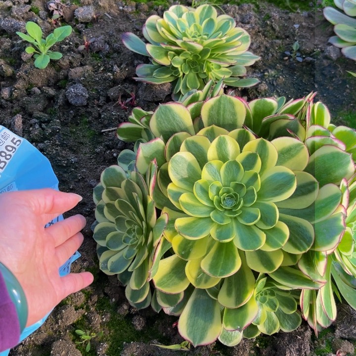 奶白地载多肉植物捧花的