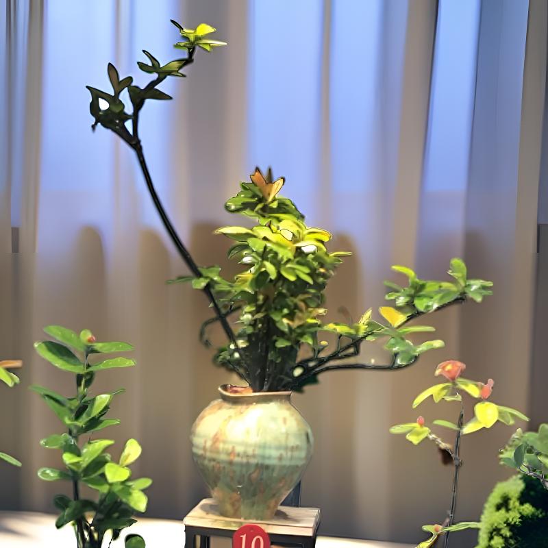 海岛龙船花室内外植物四季常青可用于茶台装饰