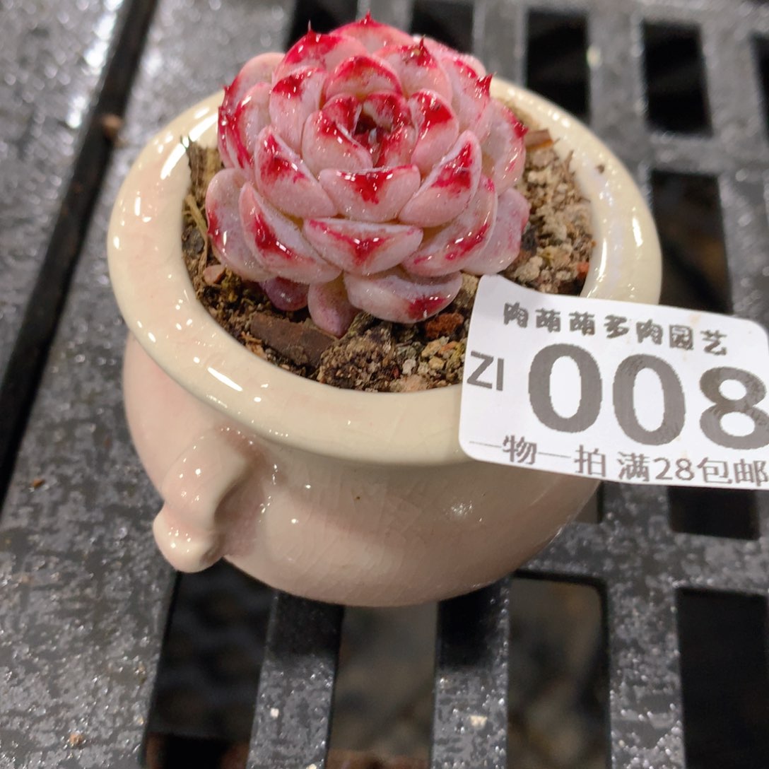 肉萌萌拇指盆精控多肉ZI008