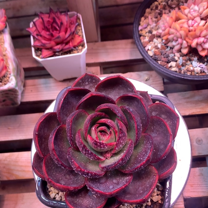 红灯z z z z z z z z z z z