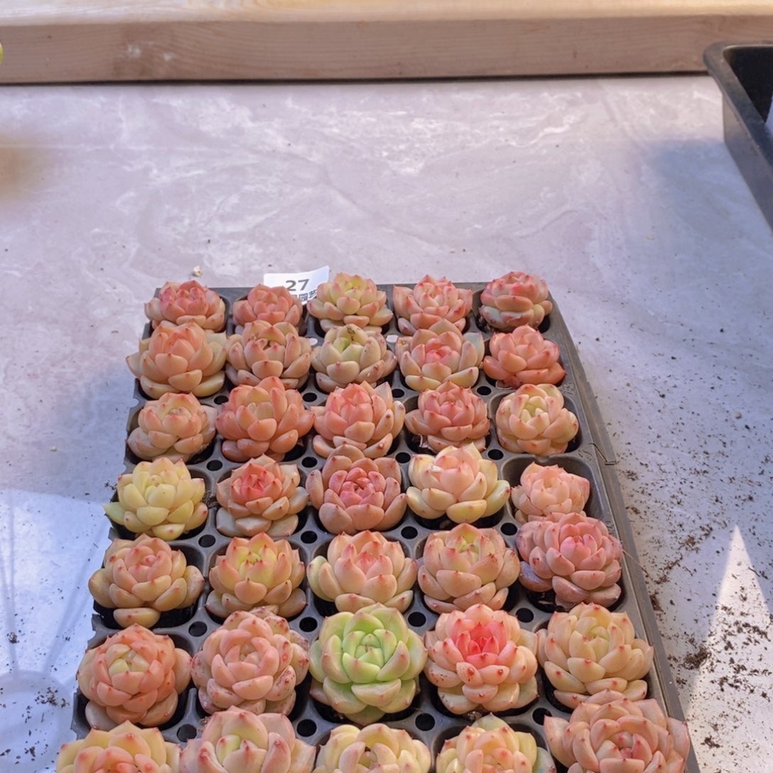 一物一拍。     027