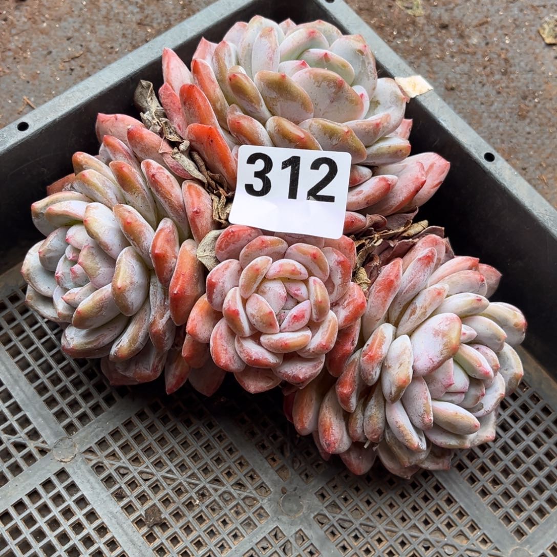 312号有虫不售后新疆西藏内蒙古不包邮