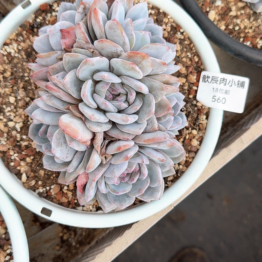 花*贝多肉植物石榴籽群560