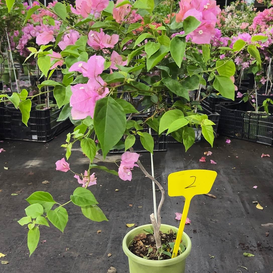 大部分花苞少量开放七**园澄粉公主2号