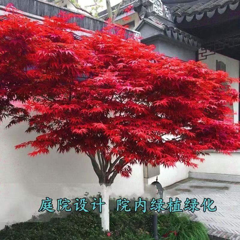 红枫中国红红舞姬黄金枫羽毛枫