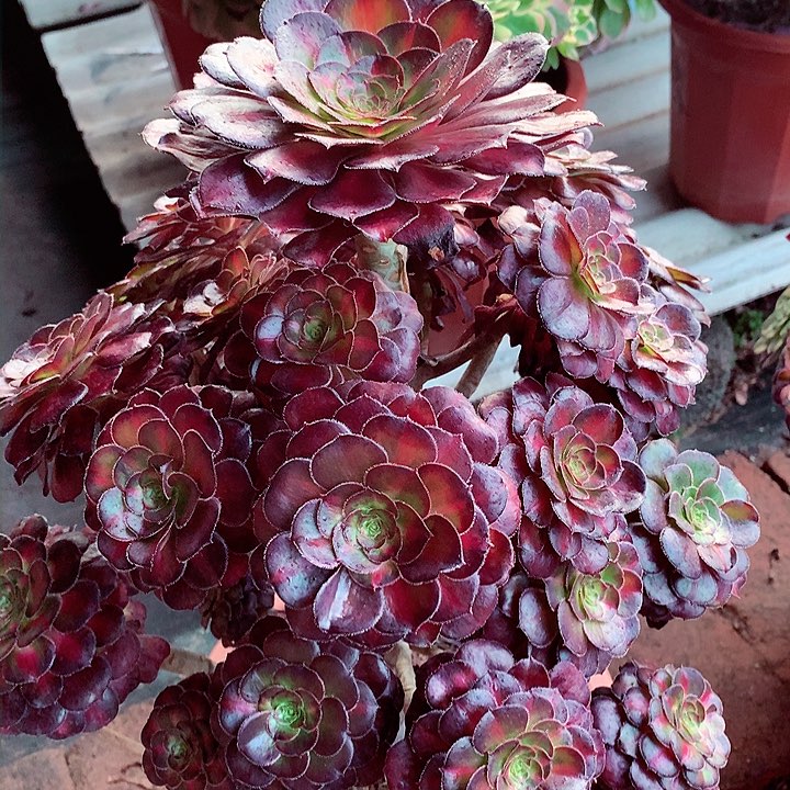 晚霞老桩啊啊啊啊啊啊