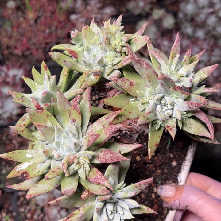 595个哈哈哈哈哈哈哈哈