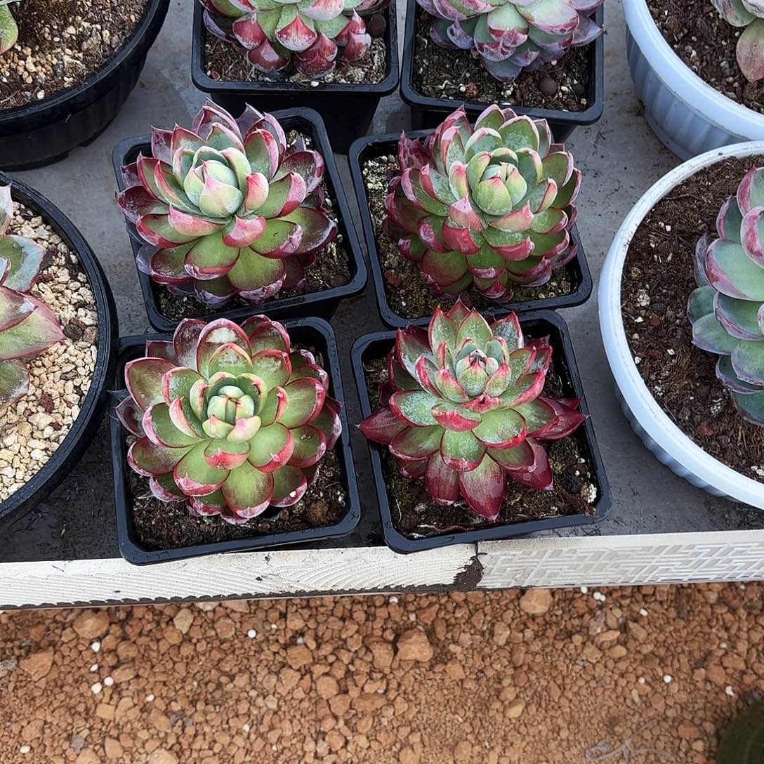 缘***️无花朵惊鸿仙子7个