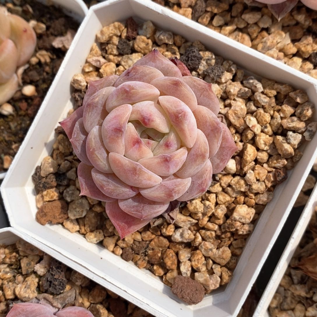 精品多肉一物一拍不包整96