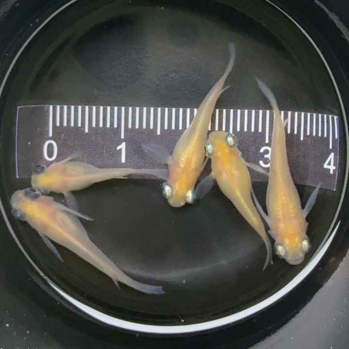 青鳉鱼白出目熊猫20号