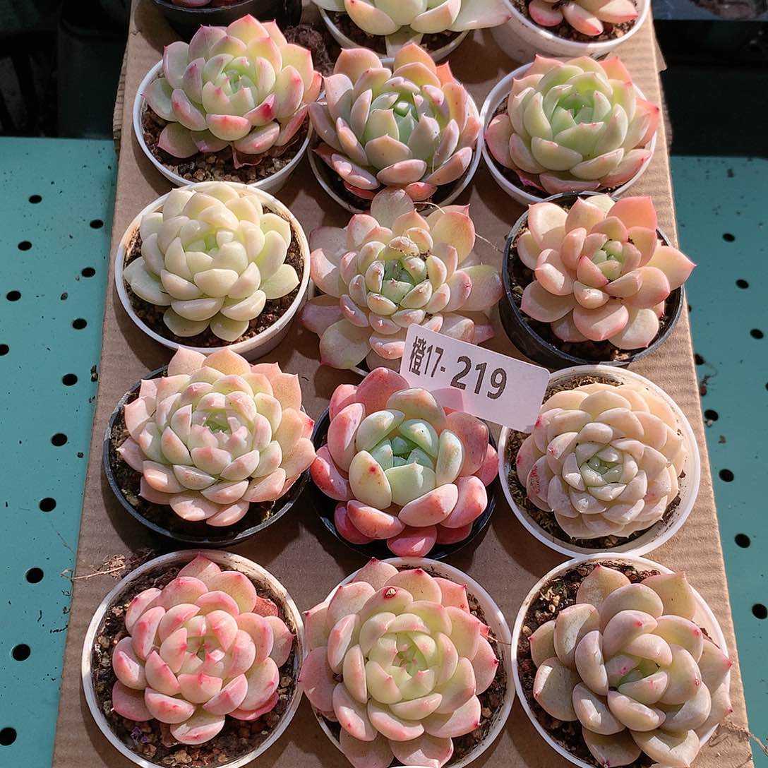 17-219一物一拍带盆18颗