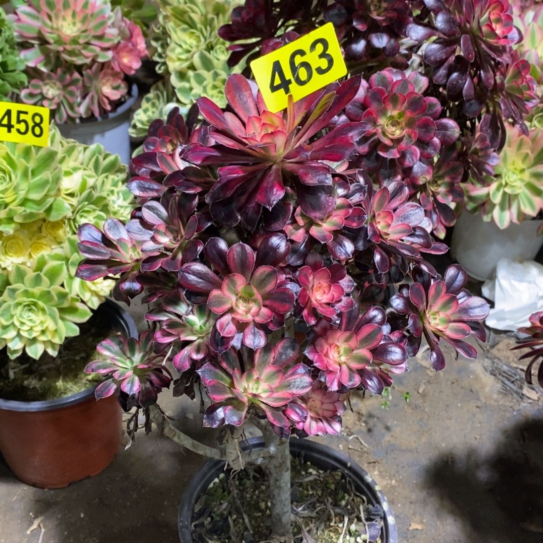 香奈多肉法师463