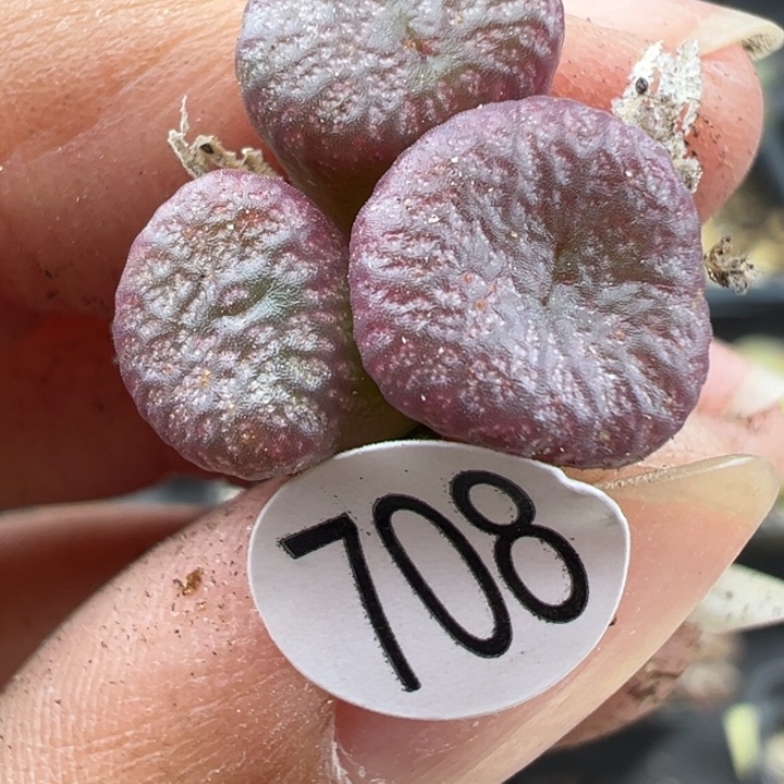 708号111111111111111