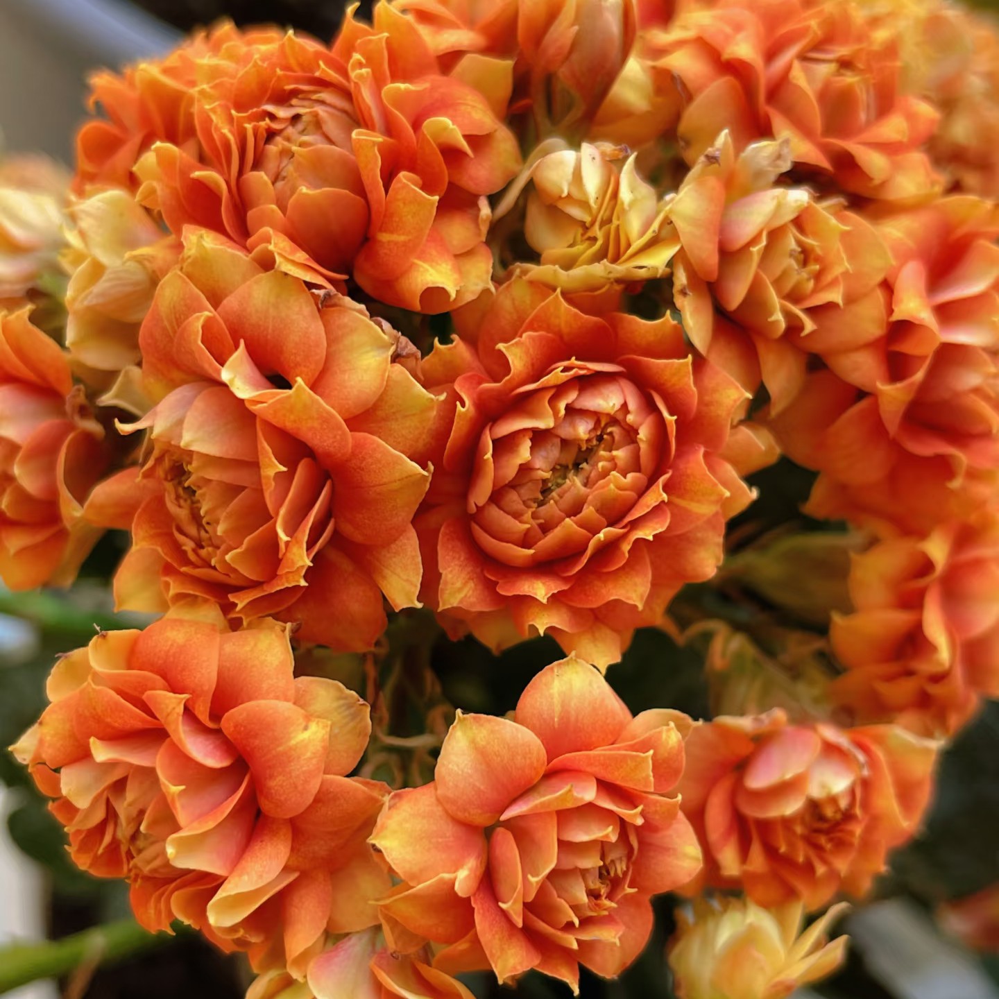 （聚宝盆110盆）一代重瓣长寿花  懒人盆栽大花 基地直发