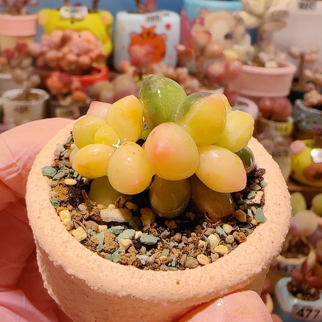 皇***红T天空美人锦盆口3.5cm（已减运费）