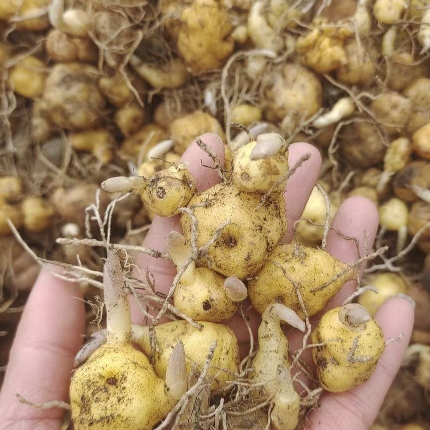 多花黄精姜形老虎姜是四川品种正品黄金鸡头小苗野生种苗块茎姜幼