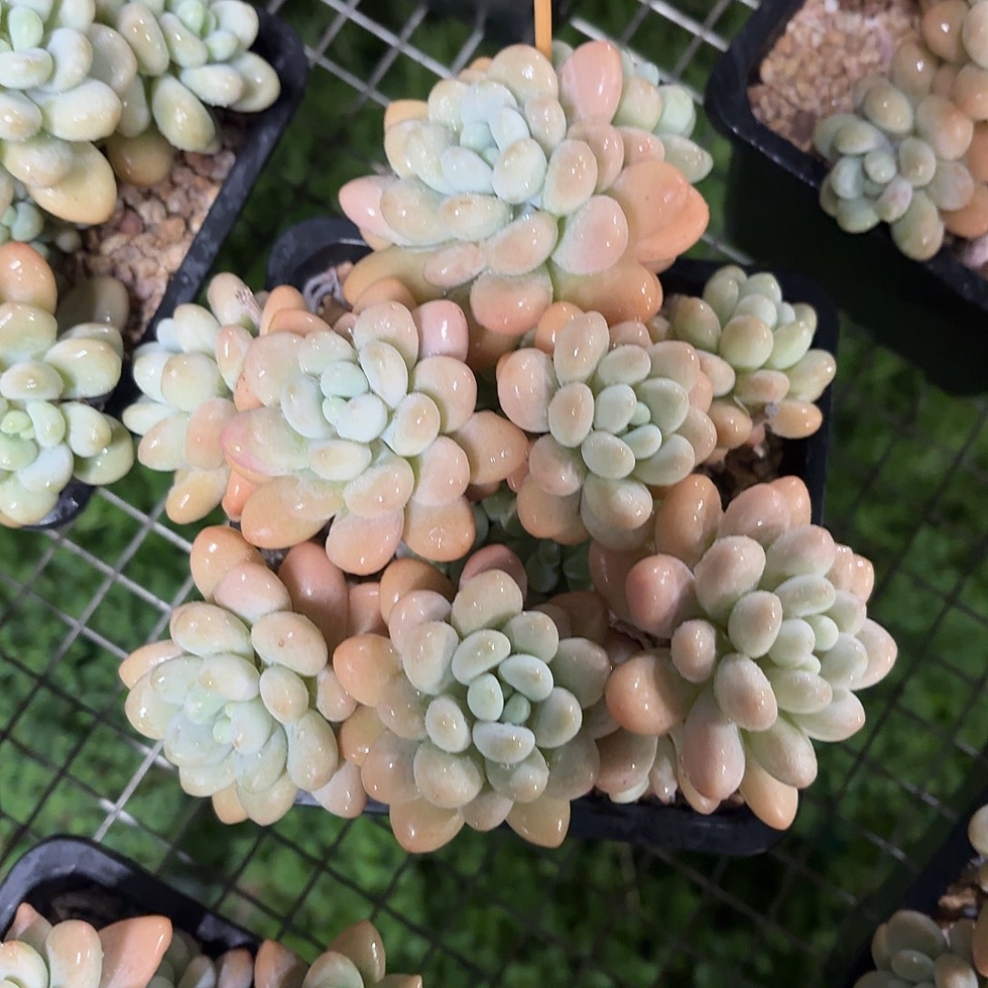 超级香水洛神大群15㎝盆参考