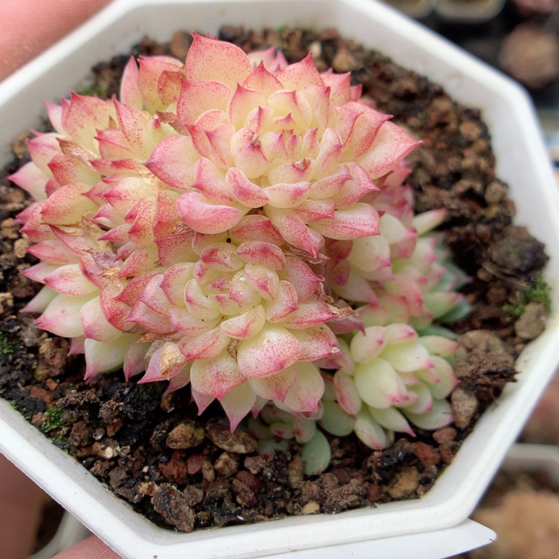 G114 ，20包邮两天凑单