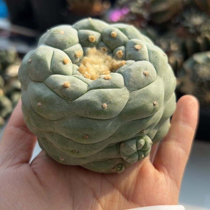158 可帮发根可发货
