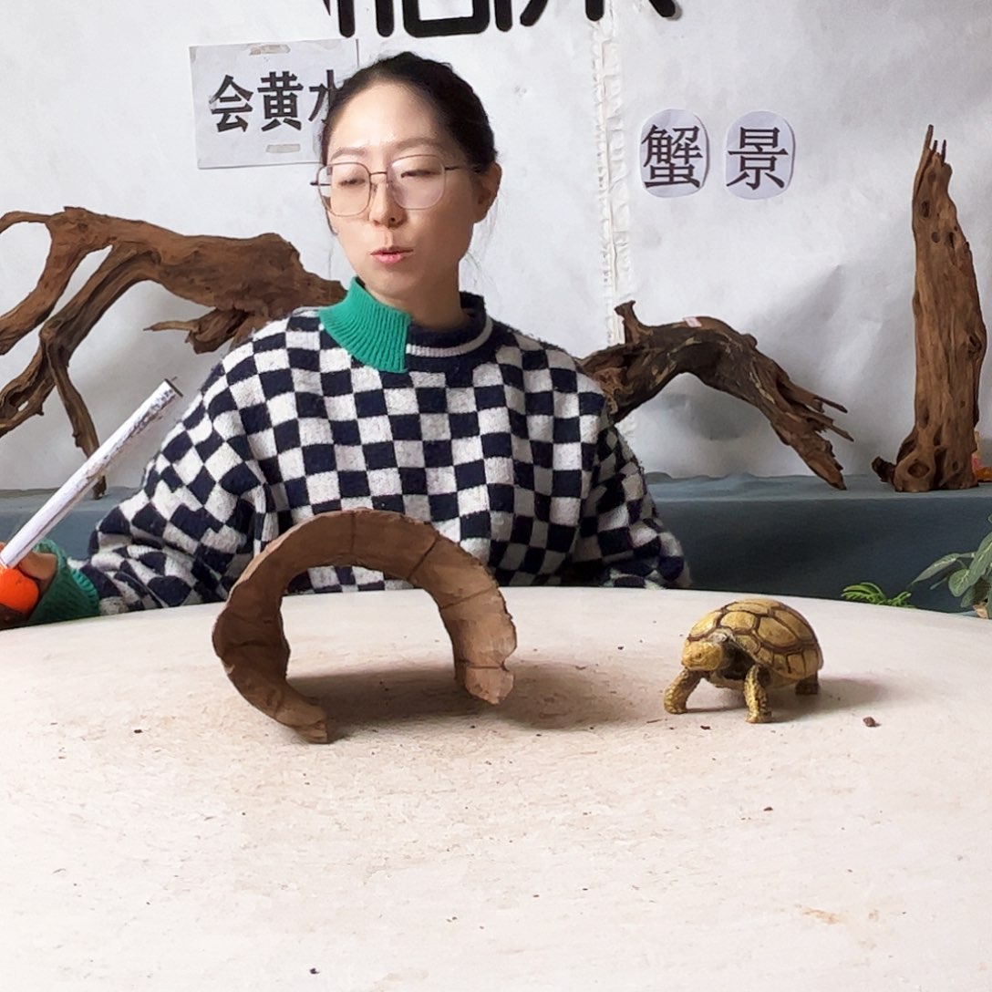 沉木造景寄居蟹景